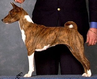 Am/Can DC UCI-Int Ch UCI-Int/Nat JA Jumoke's Saylah of Baraka SC FCh JOR MBIF BISP